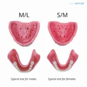 Upper Easy Denture - Image 2